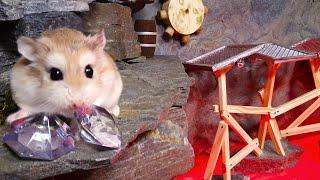 Best HAMSTER ADVENTURE STORIES with REAL LIFE ANIMALS 