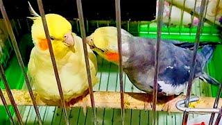 the female cockatiel(tina)is angry because her husband(tony)does not know to caress her