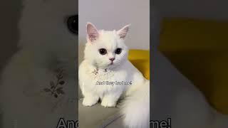 Who do I look more? #shorts #cat #funny