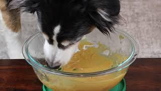 ASMR Dog Licking Peanut Butter Out Of A Bowl - 5 hour loop