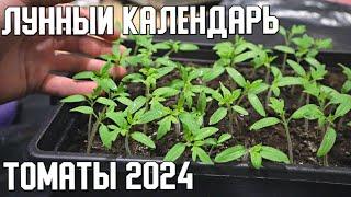 Лунный календарь посадки помидор в 2024 году. Посадите в эти дни для хорошего урожая.