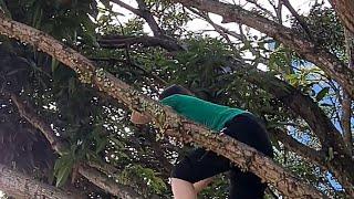 MANGO TREE CLIMBING CHALLENGE @SINGAPORE#HELEN'ZKI VLOGS