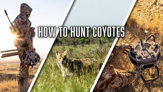 How To Hunt Coyotes From Start To Finish