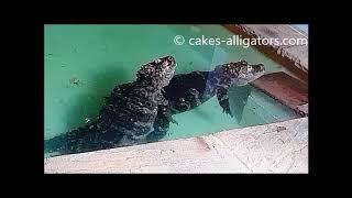 Chinese Alligators (Alligator Sinensis) Breeding | CAKES Alligators