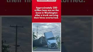 Million-Bee Chaos: Overturned Truck Unleashes Swarm in Washington