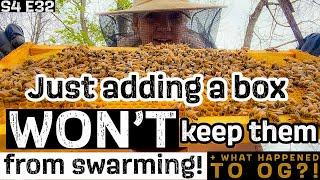  SHE’s BACK!!!! + how I’m keeping my bees from SWARMING / Beekeeping 101 #beekeeping