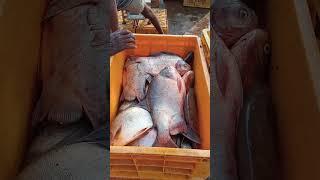 Export of fish