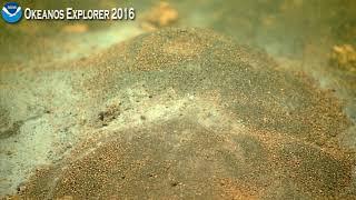 EX1605L1 Dive 19 May 10 2016 Hour 1 Bottom Okeanos Explorer ROV Dive