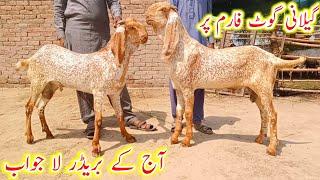gillani goat farm par aaj pure makhi cheene breedar kimat aapki Soch se bhi kam