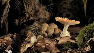 Fly Agaric and phallus impudicus growing time-lapse