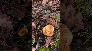 Целая поляна вкусных Рыжиков️Russulaceae. Lactarius deliciosus. Грибы. Крым