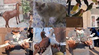 Jama Masjid kabootar Market Delhi9-3-2025 Birds parrot Bakra Cat Kabutar Market Old Delhi