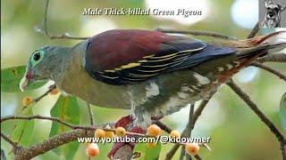 Close-up: Male THICK-BILLED GREEN PIGEON, Singapore