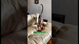 You will be shocked by this strange cat..!  #shorts