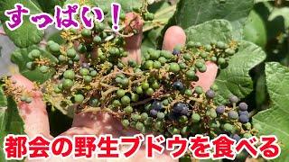 すっぱい！都会の野生ブドウを食べる