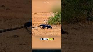 Badgers, fierce creatures, and the nemesis of all venomous snakes.. #badgers #snake #animals