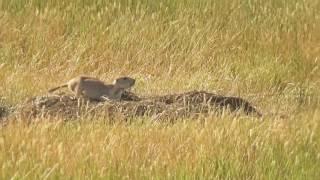 The BEST Prairie Dog Shooting Video