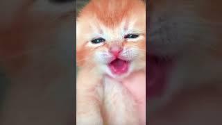 صوت قطة صغيرة يجنن 
