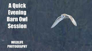 A Quick Barn Owl Session: Bird & Wildlife Photography