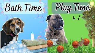 PIPER NEEDS A BATH! Plus some fun play time!
