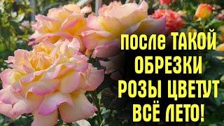 ОТЦВЕЛИ РОЗЫ? НЕ совершайте ОШИБОК! Обрежьте ИХ ПРАВИЛЬНО! Цветов БУДЕТ ЕЩЁ БОЛЬШЕ!