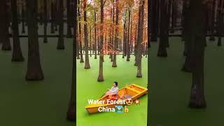 #Water Forest #China #paradise #paradise on Earth