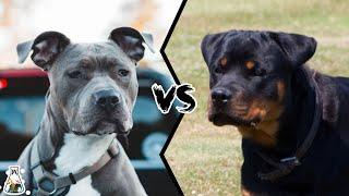 PITBULL VS ROTTWEILER - Which is More Powerful?