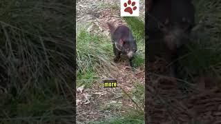 Meet the Tasmanian Devil: Facts About the Wild Beast #amazinganimals #facts #animalbehavior #animals