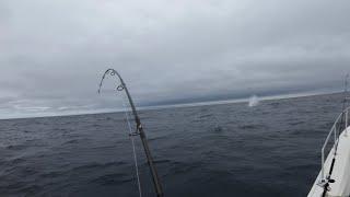 SICK JIG N POP TUNA IN ROUGH NORTHEAST WATERS!!