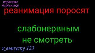 Реанимация поросят. Слабонервным не смотреть.