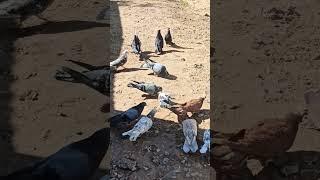 Бакинские голуби Эльчина.Baku pigeons.+79225283900