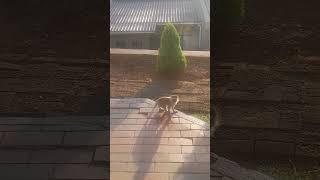 Mischievous monkeys || South Africa