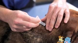 Flea spot on treatment and your dog - Pascoe Vale Vet Hospital