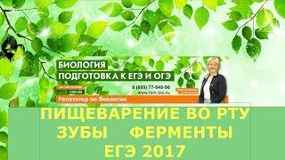 Пищеварение в ротовой полости. Зубы. Ферменты слюны.Подготовка к ЕГЭ и ОГЭ по биологии