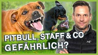 ''KAMPFHUNDE'' – Wie gefährlich sind Pitbull, Staff & Co wirklich?