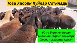 Тоза Хисори Куйлар Сотилади сони 60 та Элита Биринчи Корин. Сурхондарё