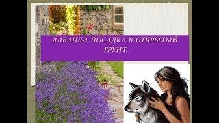 Лаванда. Посадка в открытый грунт