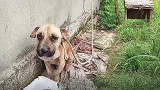 The tight rope made his face swell, the flies and hunger made him faint in the heat