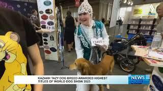 Kazakh Tazy dog breed awarded highest titles of world dog show 2023 | Silk way TV | Qazaqstan