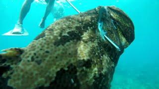 Halimaw sa Laki 'to || Marble Grouper || Canipo Island, Coron, Palawan