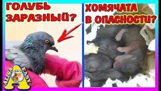 ГОЛУБЬ ЗАРАЗНЫЙ? / СПАСЕННЫЙ ХОМЯК ИЗЮМ РАСТОЛСТЕЛ / ХОМКИ И ХОМЯЧАТА В ОПАСНОСТИ / Alisa Easy Pets