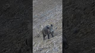 Amazing Giant Wild Boar Shots  Dev Azılı Domuz Vuruşları!