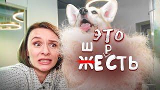 Корги линяет! Линька у собак - это ЖЕСТЬ! Экспресс линька - простой способ избавиться от шерсти.