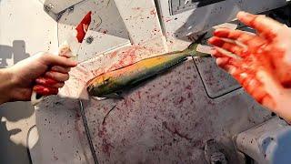 Mahi EVERYWHERE! It's not what it looks like... {Catch & Cook}