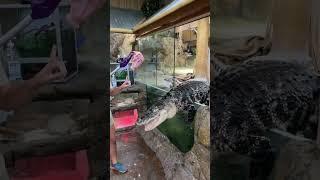  Crocodile Escapes from Aquarium Tank and Causes Panic   #animals #internet