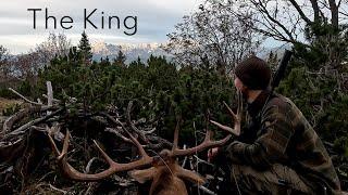 The King on the Mountain. Red Stag Rut Hunt.