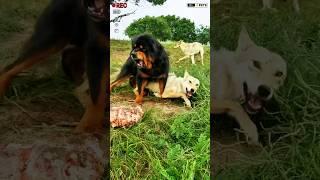 Monster Tibetan Mastiff dog vs Pack of Wolfs #shorts #viralshort #ytshorts