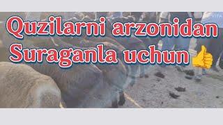 Qarshi karvon molbozori narxlari 2025 yil 15-iyun (quchqor va quylar narxlari)