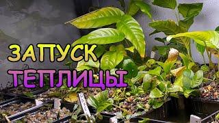 ЗАПУСКАЮ ТЕПЛИЦУ С АКВАРИУМНЫМИ РАСТЕНИЯМИ