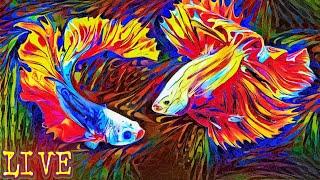 Steenfott Aquatics Monday Night Aquarium and Fish Stream